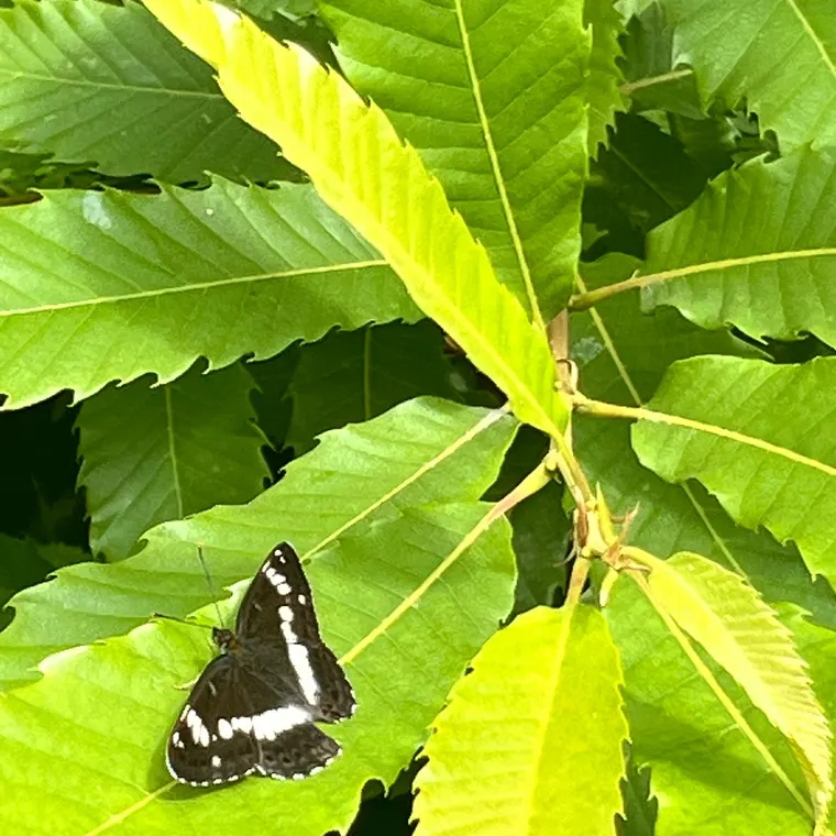 Butterfly resting on leaves at Maypole Farm — nature connection in our outdoor environment
