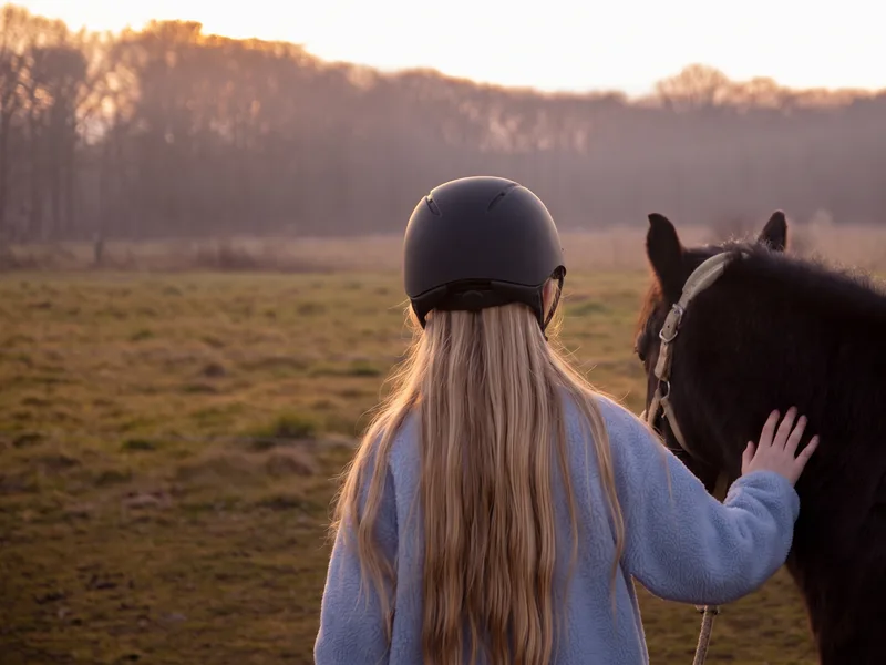 Horse at sunset on Maypole Farm — a calm and welcoming environment