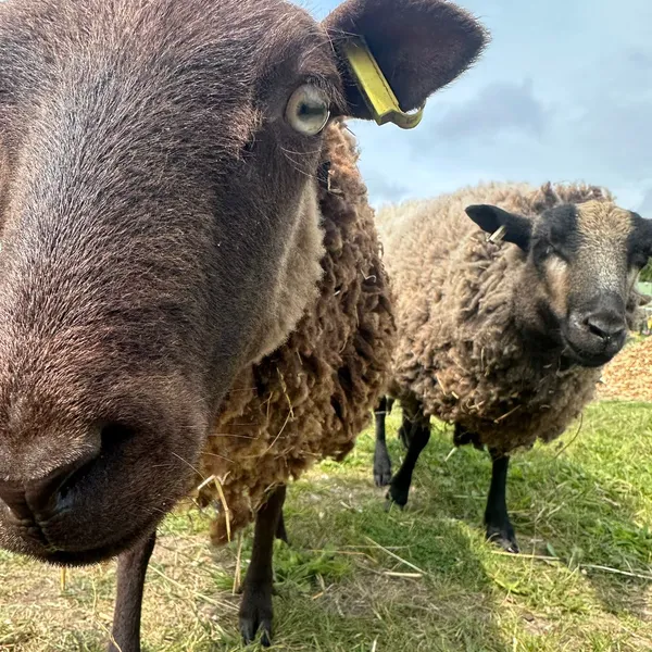 Sheep in the field at Maypole Farm