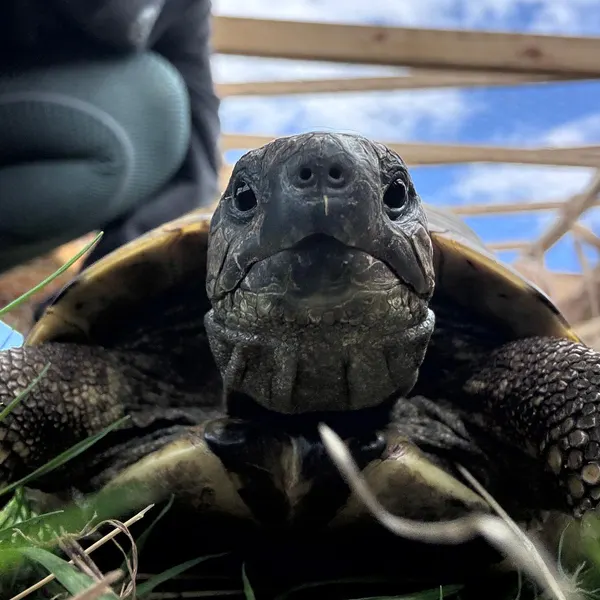 Tortoise at Maypole Farm